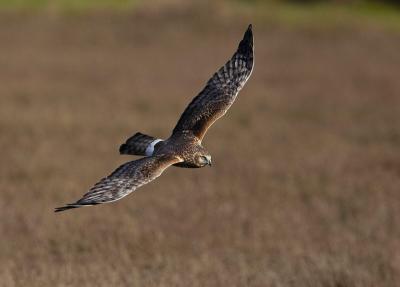 Northern harrier_T0L7552.jpg