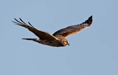 Northern harrier_T0L7557.jpg