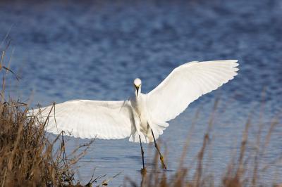 Snowy egret landing_T0L7628.jpg