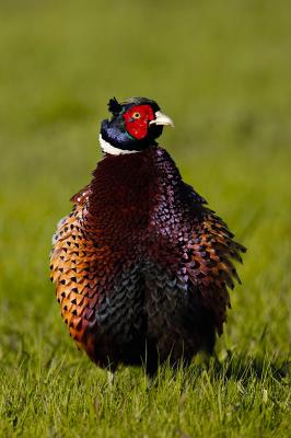 Ring-necked pheasant_T0L7840.jpg
