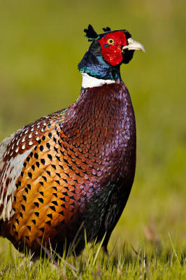 Ring-necked pheasant_T0L7854ff.jpg