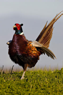 Ring-necked pheasant_T0L7924ff.jpg