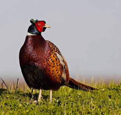 Ring-necked pheasant_T0L7927.jpg