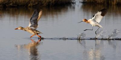 Avocet chasing shoveler_T0L8095.jpg