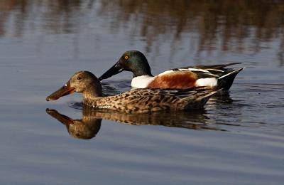 Northern shoveler pair_T0L8074.jpg