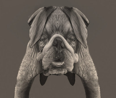 British-Elephant.jpg