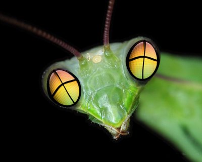 Mantis-Peepers.jpg