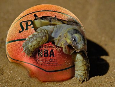 NBA-birth.jpg