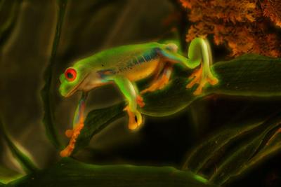 Frog-color.jpg