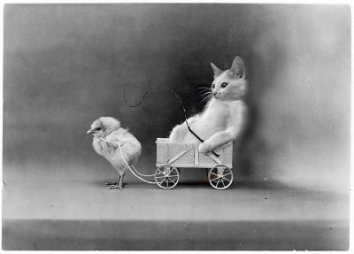 Kitty-Carriage.jpg