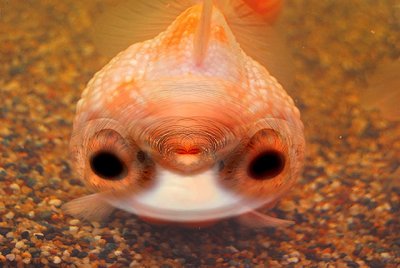 Iris-Fish.jpg