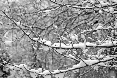 snow branchs