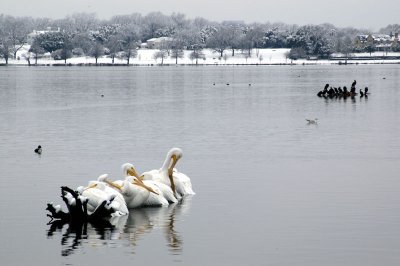 snow pelicans