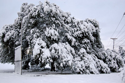 Tree of snow