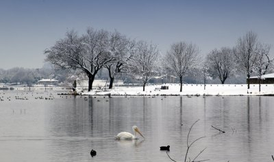 swan snow.jpg
