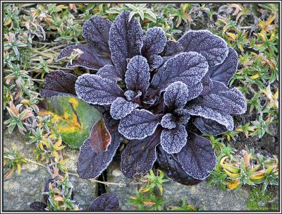 Frozen plant I