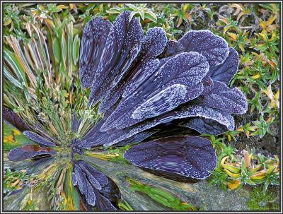 Frozen plant II