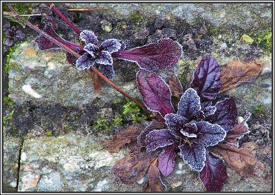 Frozen plant III