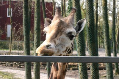 Zoo Schmiding