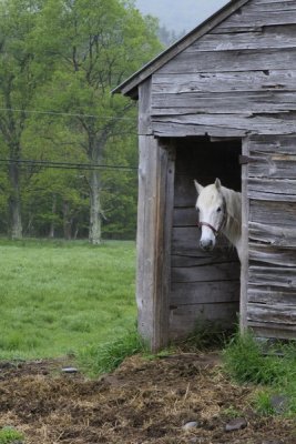 8.  Smokey, whom we saw in the same doorway last February.