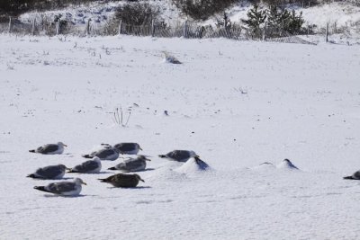 5.  Gulls on the snowy beach.