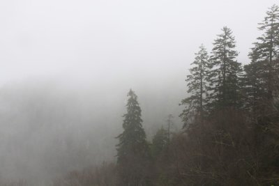 1.  Trees in the fog