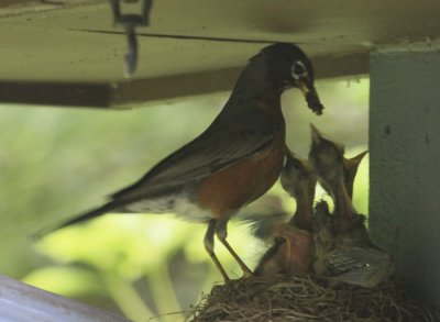 BABY ROBINS ARRIVE - MORE DEPENDENTS
