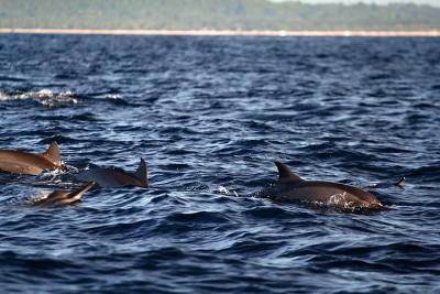 Dolphins Off The Coast