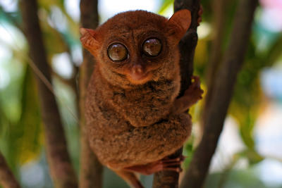 Tarsier Of Bohol