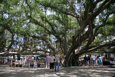 Under The Banyan Tree
