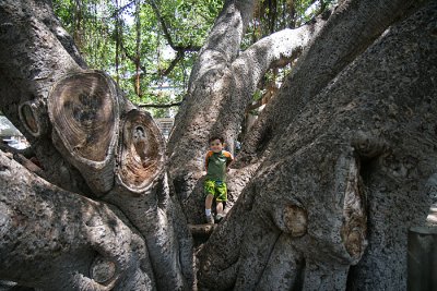 Climbing The Banyan