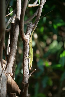 Lizard