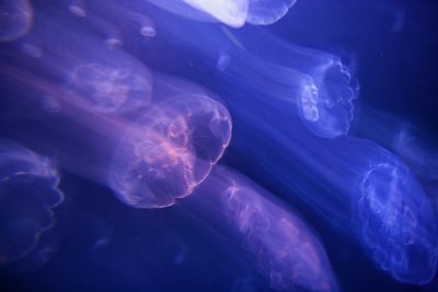 Jellyfish