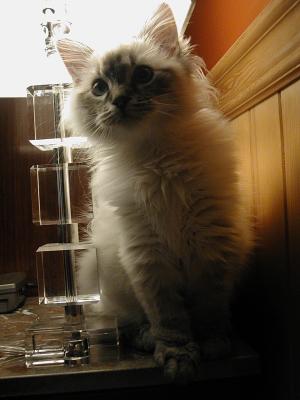 Mick - Bon's new Ragdoll kitten - who joined us just before Christmas