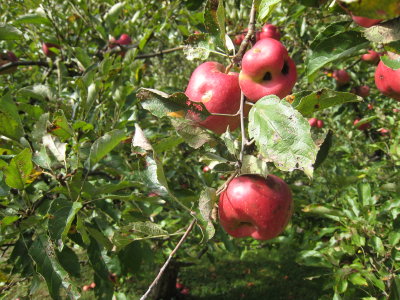 IMG_9910.JPG
