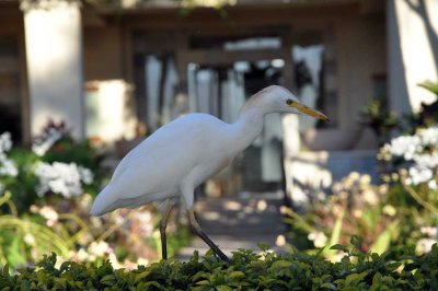 A cattle Egret at the resort