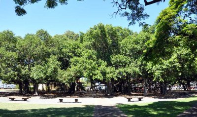 The famous Lahaina banyan tree