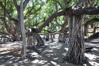 The banyan tree in Lahaina covers 2/3 acre