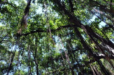 The tree sends down roots from up above