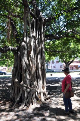 This banyan tree has 12 major trunks