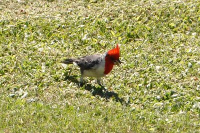 Brazilian Cardinal