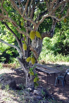 A breadfruit tree
