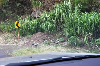 Why did the Red Junglefowl cross the road?