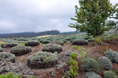 Lavender shrubs