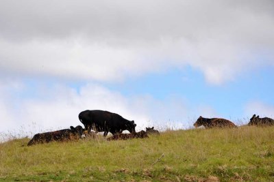 Upcountry cattle