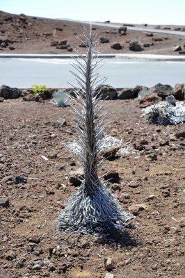 A silversword after blooming