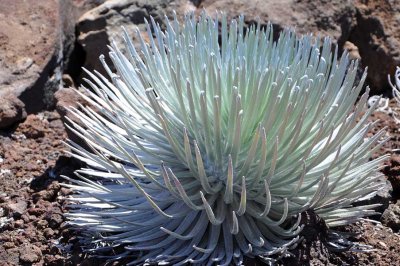 The rare Haleakala silversword