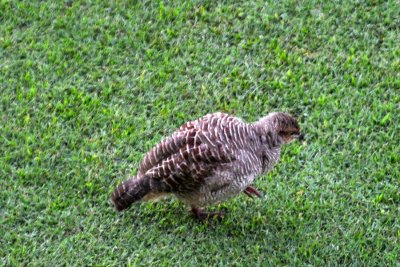 A Gray Francolin grazes for morsels
