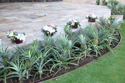 So this is what pineapple plants look like!