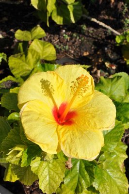 A Yellow Hibiscus, the state flower of Hawaii